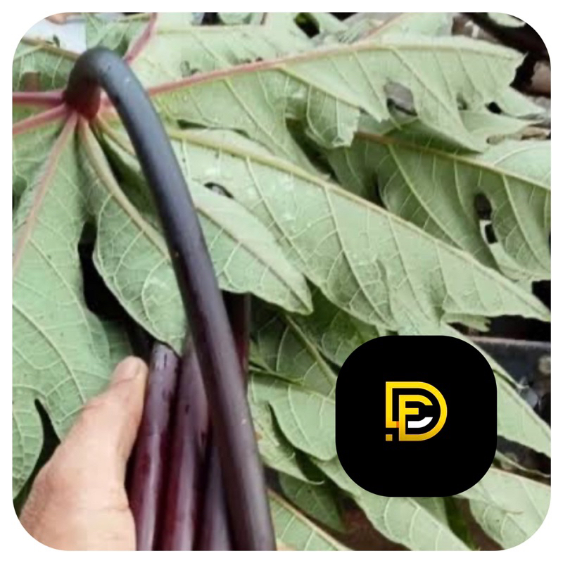 

Daun pepaya ungu daun pepaya wulung segar 300 gram-az