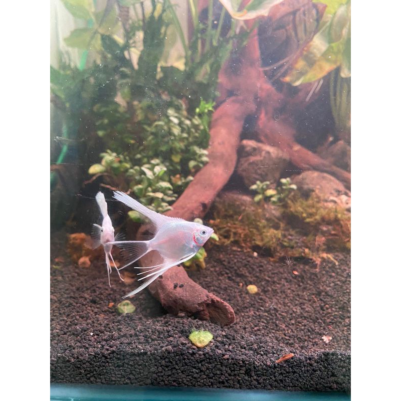 ikan hias manfish platinum slayer