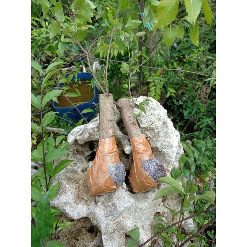 Anting Putri Cangkok