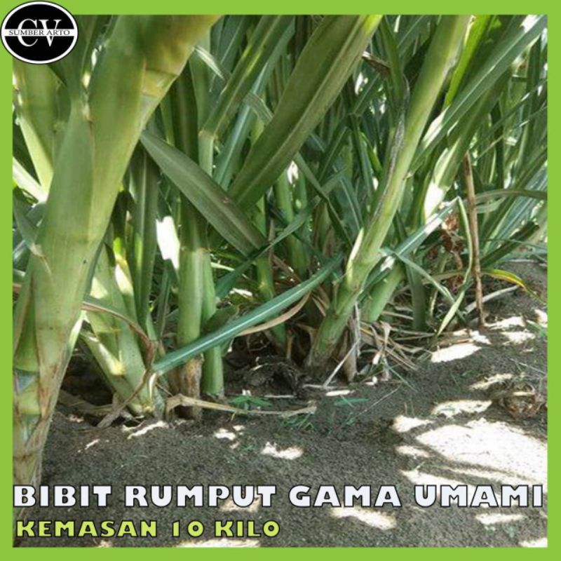 Bibit Rumput Gama umami kemasan 10 kilo. Bibit Rumput Gama umami kemasan 10.kilo.