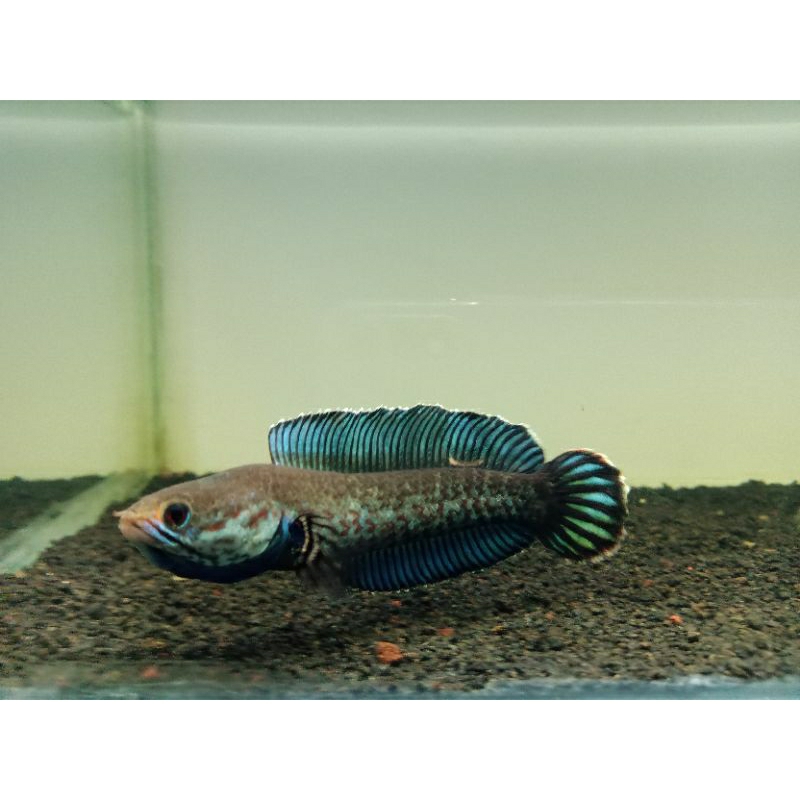 cod kebutuhan aquarium channa andrao galak uk 12-13cm