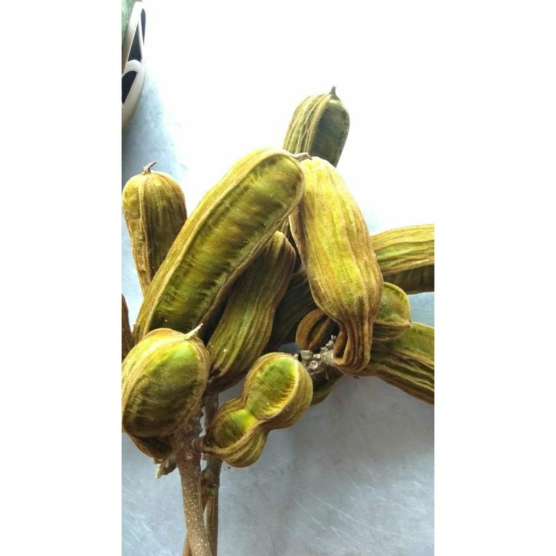 

BISA COD BUAH SALJU ¼KG BUAH SALJU KHAS BEDUGUL | BUAH SALJU VIRAL | BUAH ES BEDUGUL