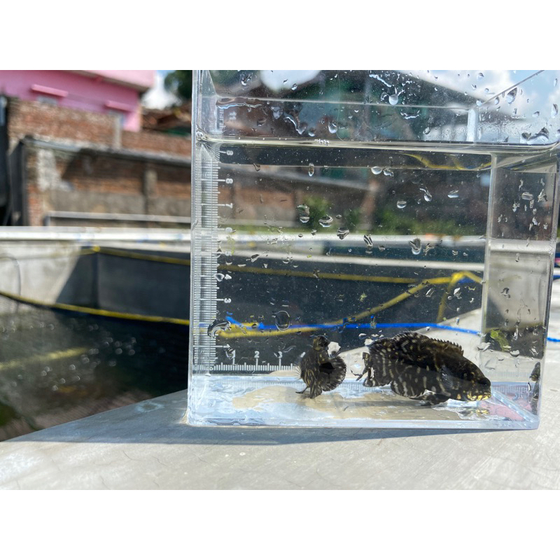 [ GARUT ] Baby Oscar Batik Hitam