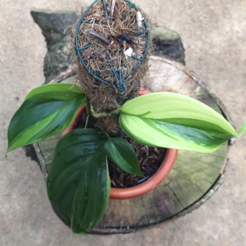 SEPERTI DIGAMBAR SCINDAPSUS LONGISTIPITATUS VARIEGATA TANAMAN VARIGATA RAWATAN ENDEMIK KALIMANTAN BA