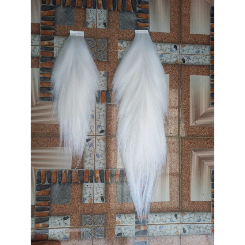 ekor_buntut kuda sibtetis putih susu_jaranan