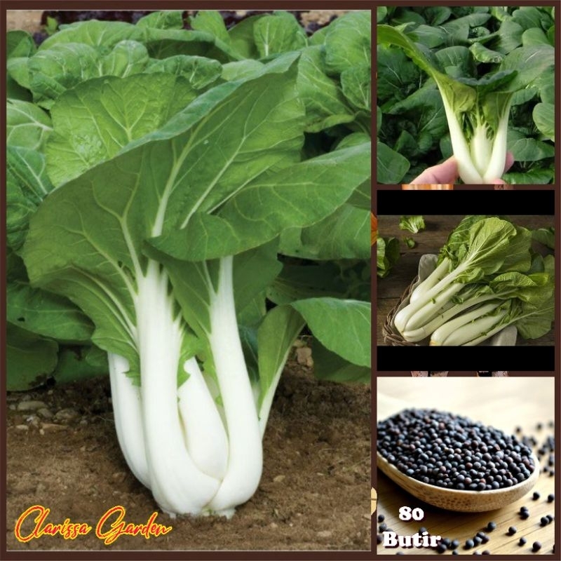 BIJI | BENIH SAWI PAKCOY WHITE STEAM