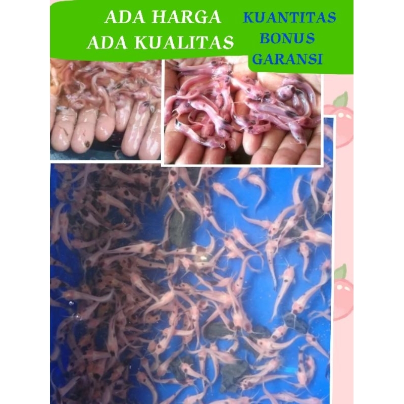 

paket lele belang albino
