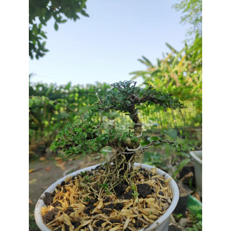 bonsai mame serbin mikro siap pajang