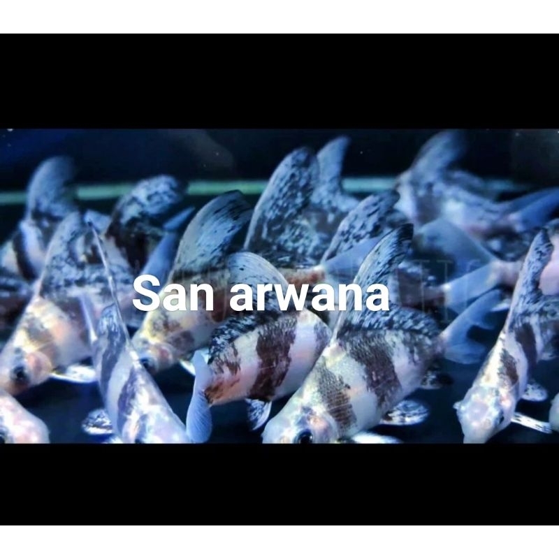 ikan CHF Chinese high fin