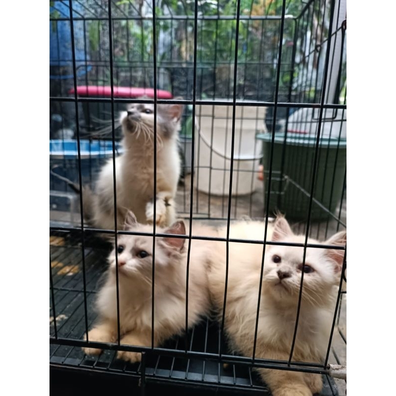 Kitten/Anak kucing/ Kucing Himalaya/ Surabaya