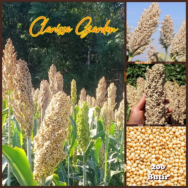 BENIH TANAMAN SORGUM PUTIH BIOGUMA