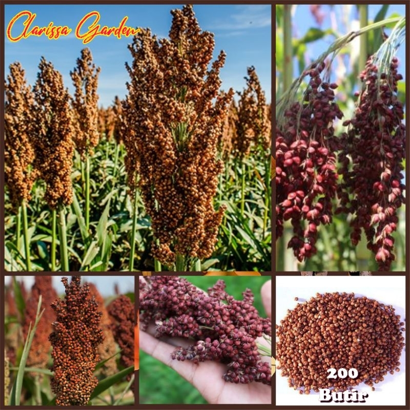 BENIH TANAMAN SORGUM MERAH BIOGUMA