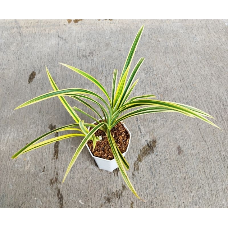 Tanaman Pandan België Varigata