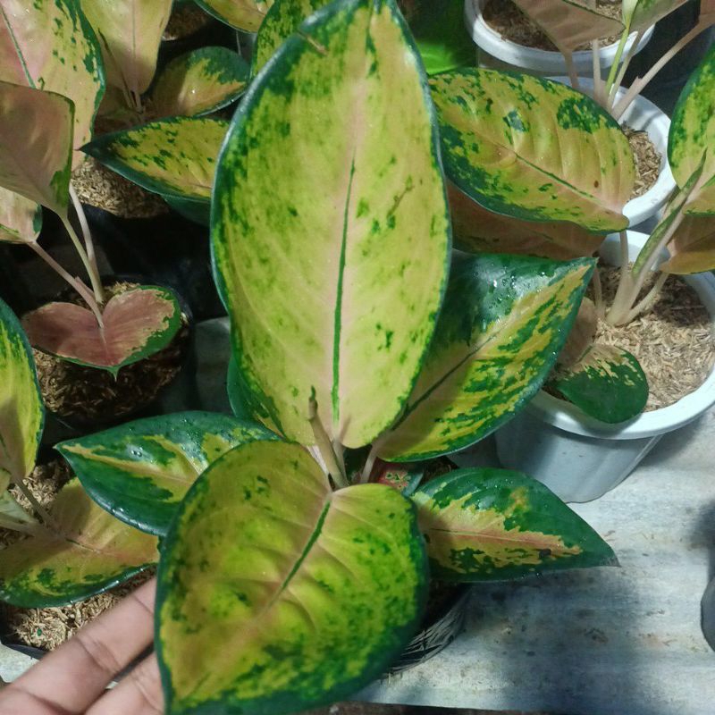 aglonema sultan brunai