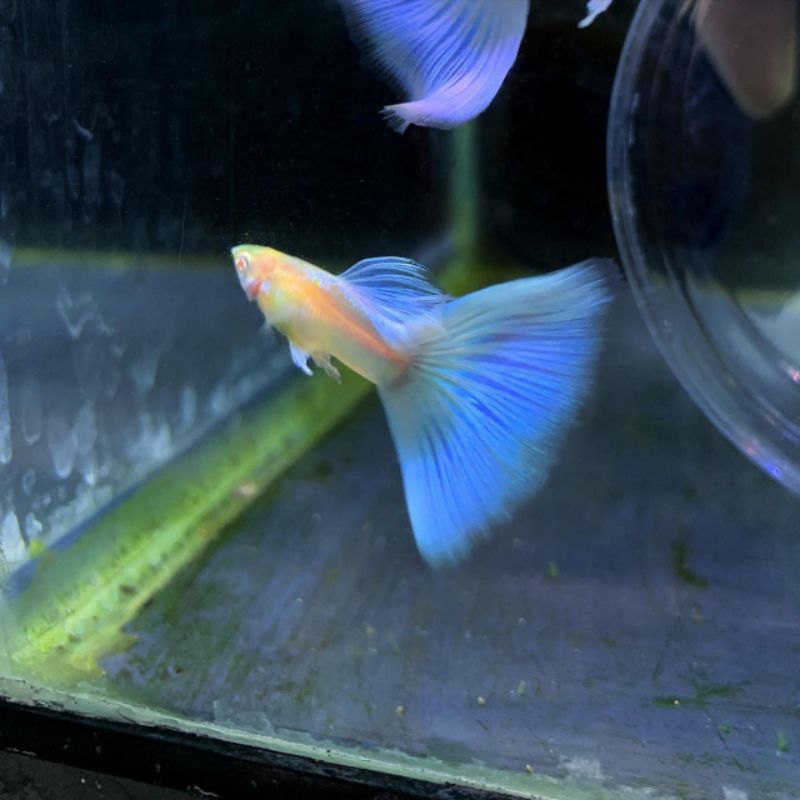 Ikan Guppy Blye Sky / Blue Topaz Usia Remaja 2/3 Bulan