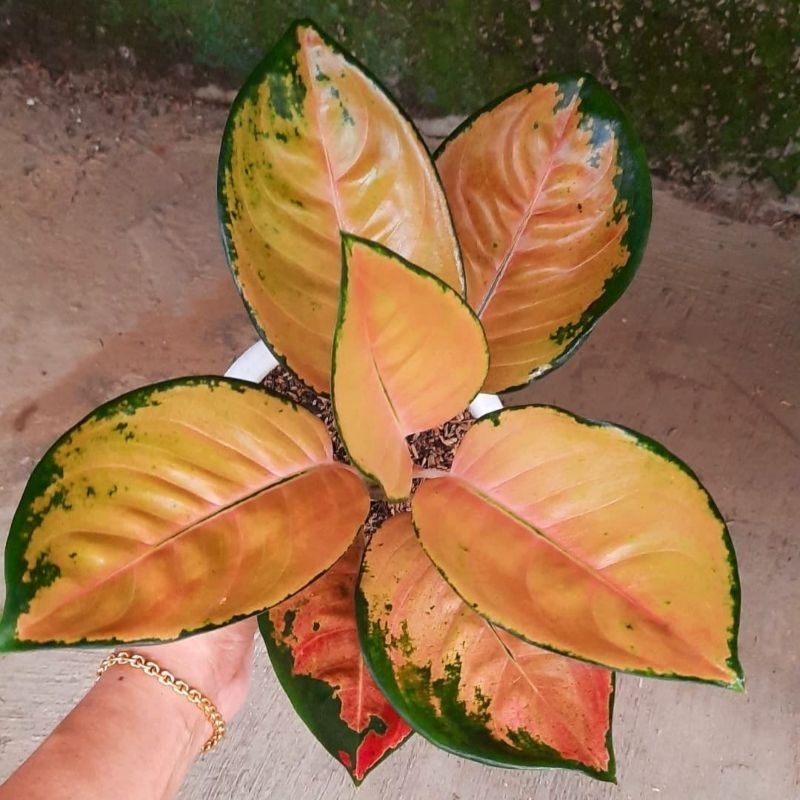 Aglaonema Sultan Brunei / Aglonema Sultan Brunei florist nursery / Aglonema Sultan Brunei (Tanaman h