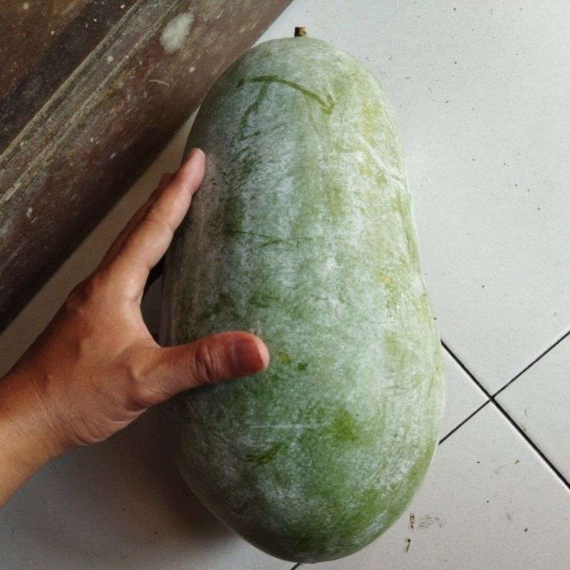 

buah bligo/kundur/blonceng ukuran super besar