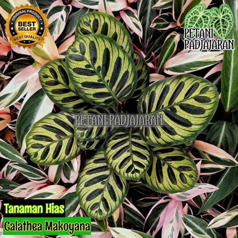 Tanaman Hias Calathea Makoyana - Calathea Makoyana