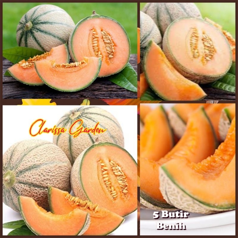 5 BUTIR BIJI/BENIH MELON CANTALOUPE