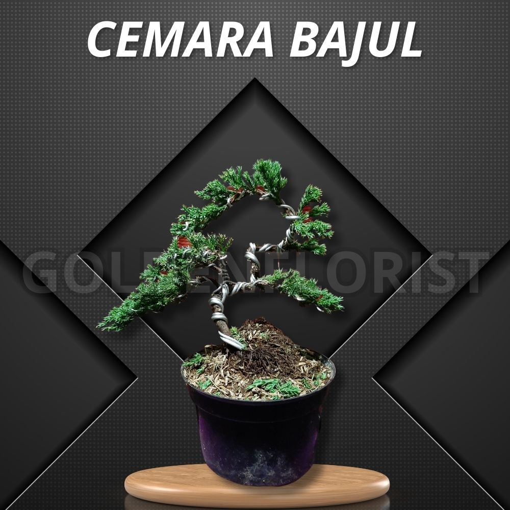 Bonsai Cemara Bajul Siap Pajang - Tanaman Hias Bonsai Cemara Jadi - Bonsai Mame