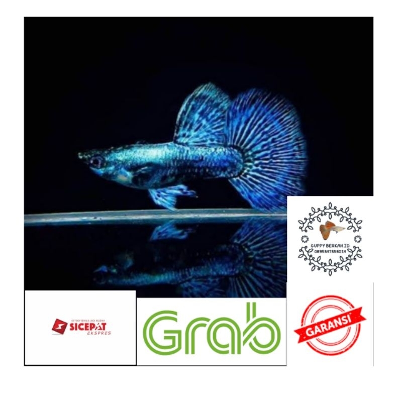packing Styrofoam Guppy blue dragon sepasang