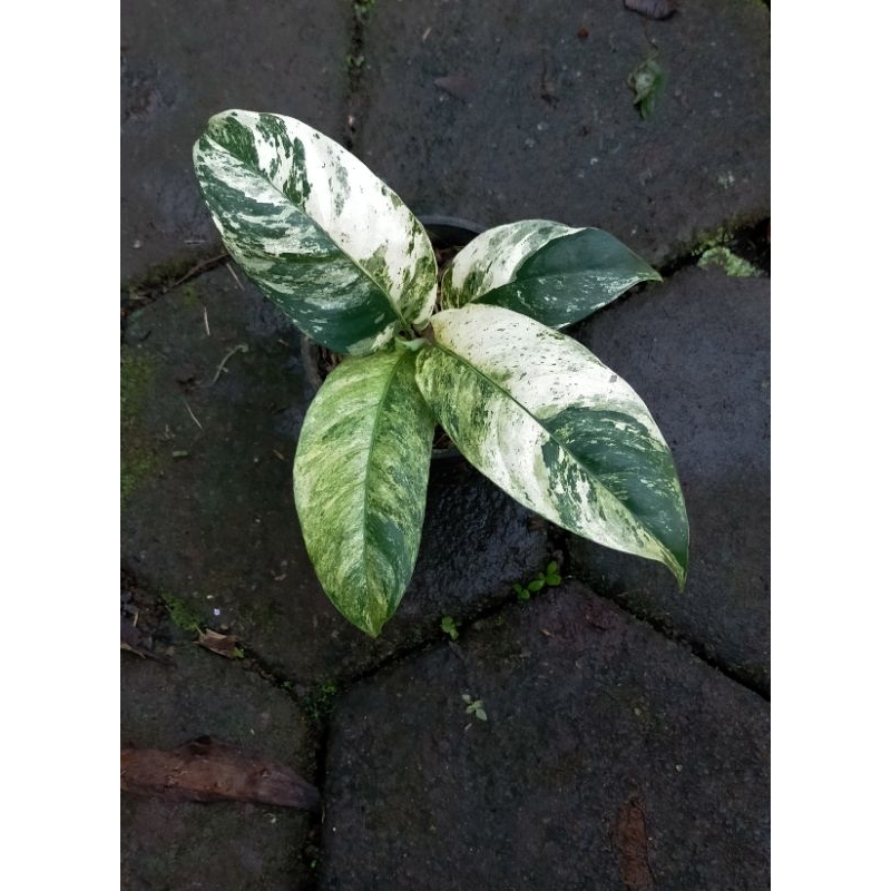 raphidopora puberula variegata