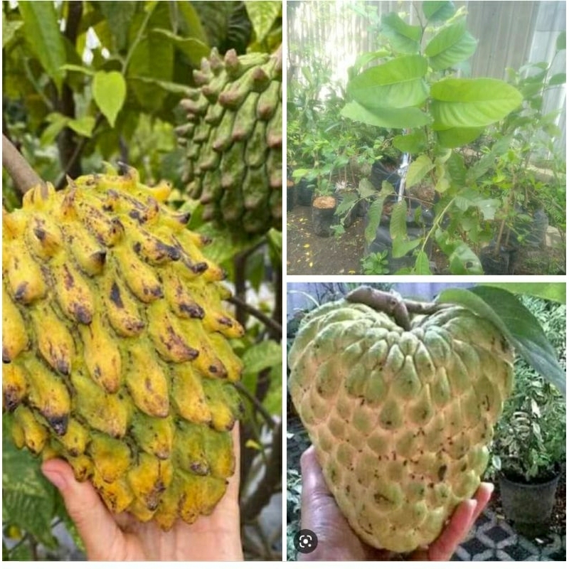 srikaya jumbo, srikaya jumbo tailand tanpa biji,