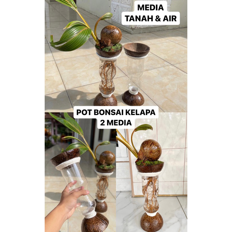 Pot bonsai kelapa dua (2) media Tanah dan Air - pot bonsai kelapa minion