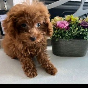 Teacup red toy poodle Betina