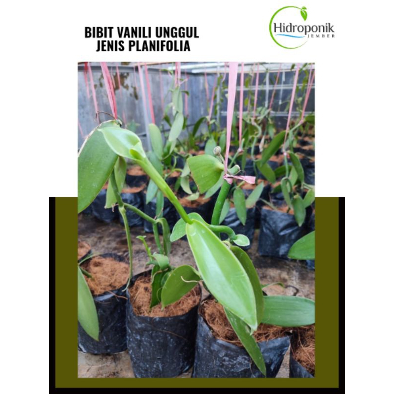 BIBIT VANILI PLANIFOLIA | BIBIT VANILI UNGGUL