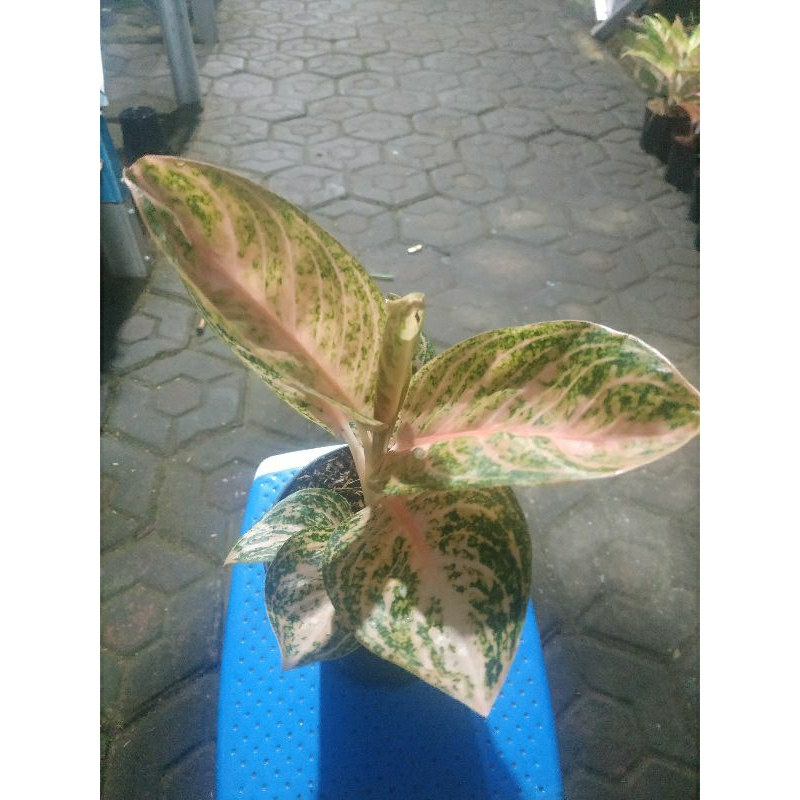 Aglonema Widuri Orange WO