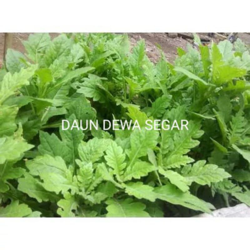 

daun dewa segar 1kg / daun dewa organik / herbal / daun samsit / kolestrol / darah tinggi / umbi dewa / umbi samsit / daun dewa / daun dewa fres