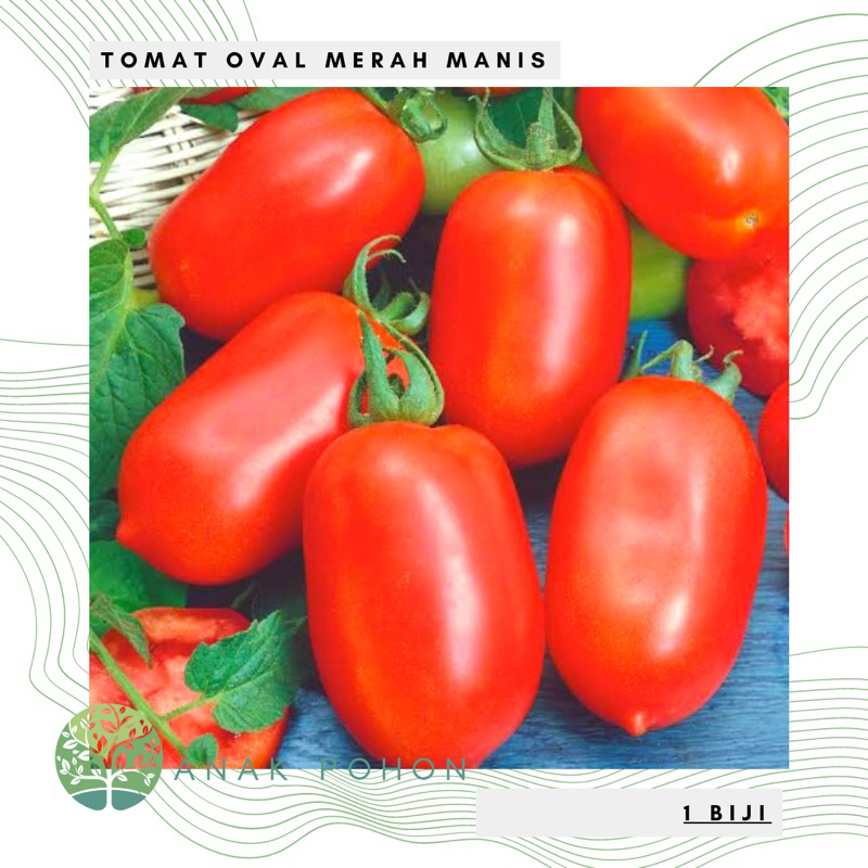 Benih Bibit Biji - Tomat Merah Oval Buah Manis / Tomat Sayur Seeds