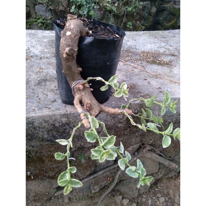 bahan bonsai sancang cascade prospek, real pict