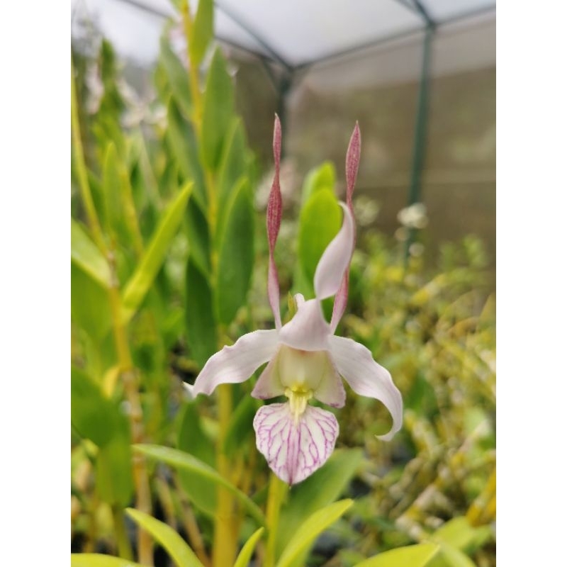 Dendrobium leporinum dewasa spike