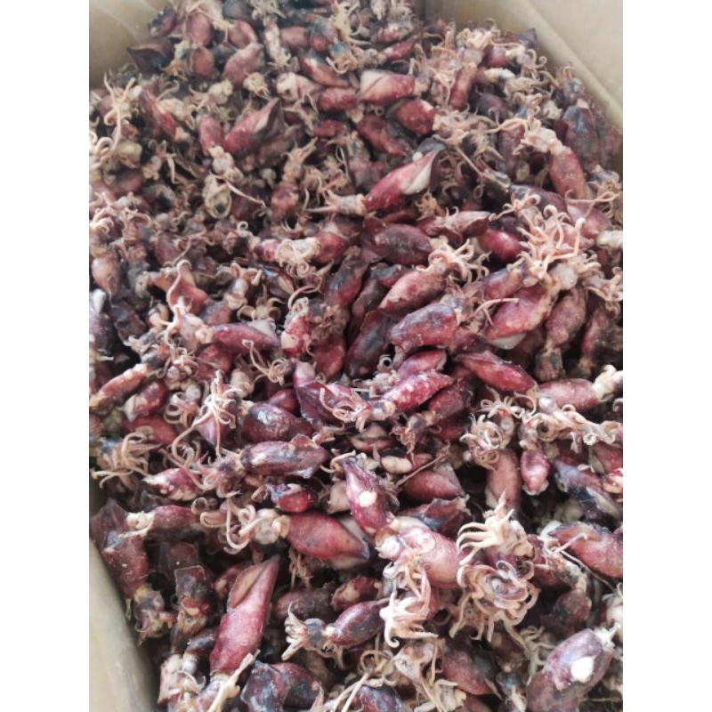 

Baby Cumi Rebus Asin 1kg