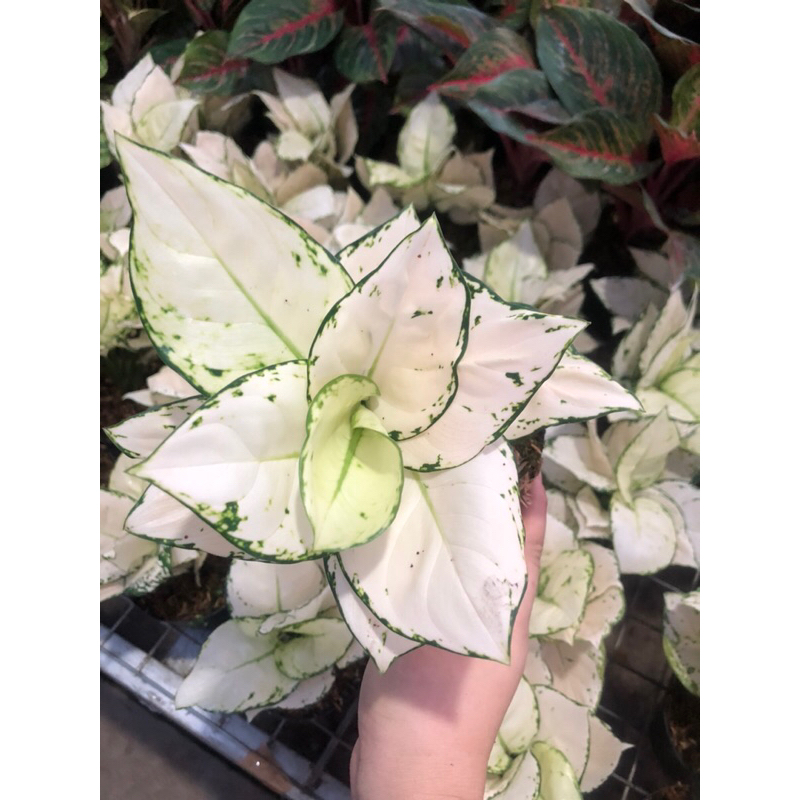 Aglaonema Super White Tissue Lokal