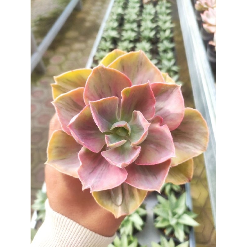 echeveria rose rainbow