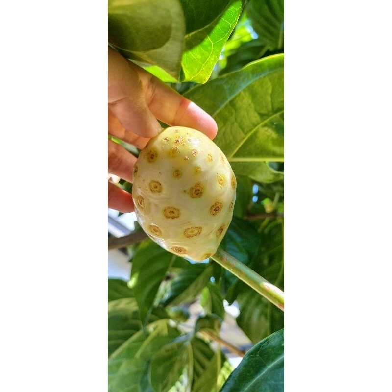 

BUAH MENGKUDU / BUAH HERBAL / BUAH KESEHATAN