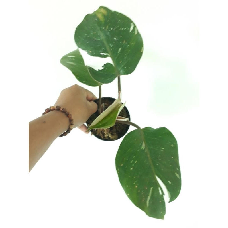 PHILODENDRON white knight