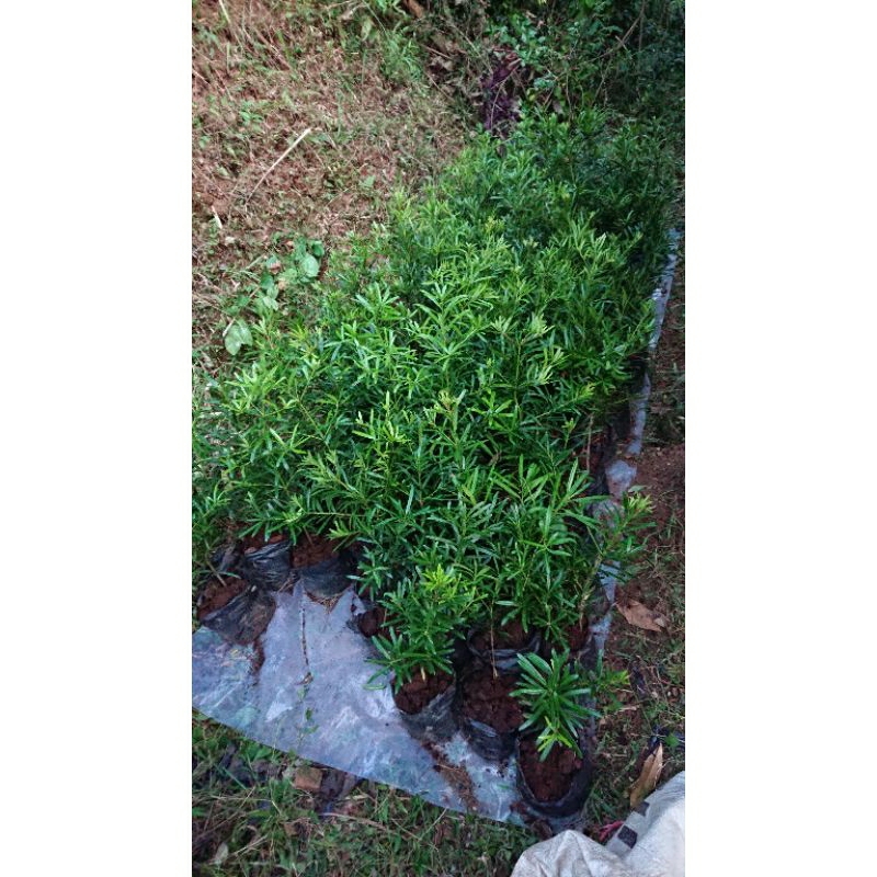 Bibit Lohansung Kapsul