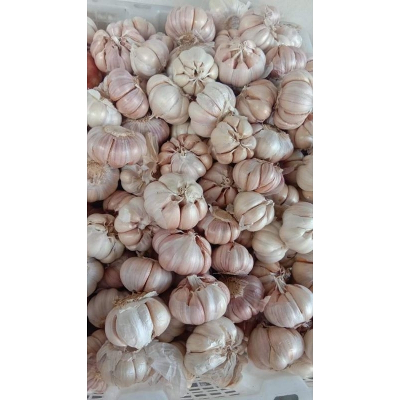 

Bawang Putih