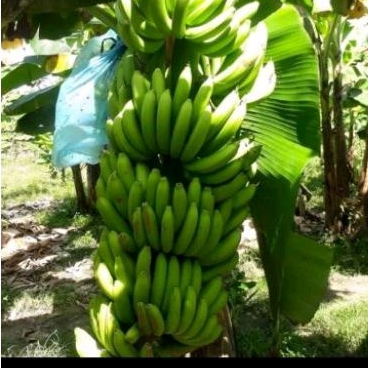 Bibit buah Pisang Cavendish / Sunpride