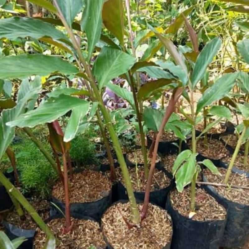 bibit kecombrang rimbun - kecombrang - kecombrang rimbun