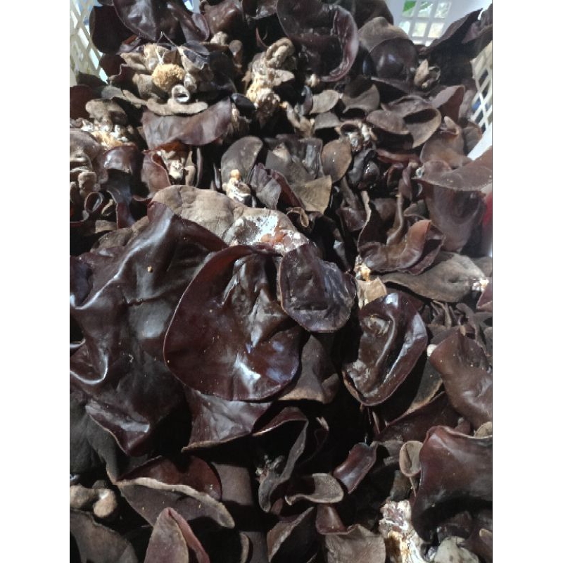 

jamur kuping segar per 1KG