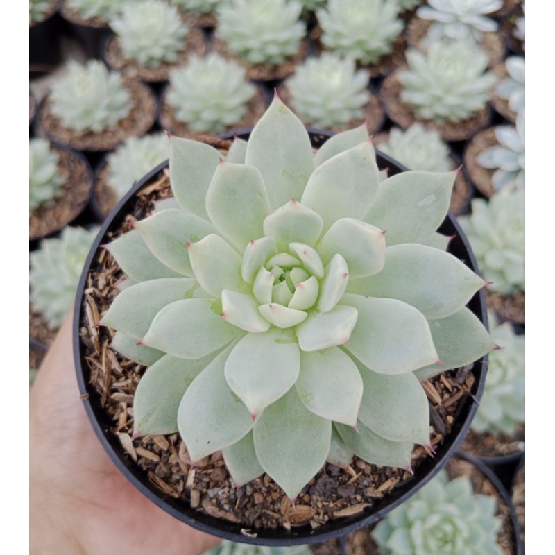 echeveria tivi