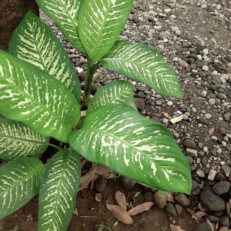 Tanaman Hias Sri Rejeki Silver King - Tanaman Aglonema Sri Rejeki -tanaman hidup