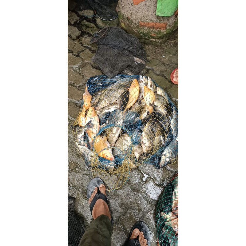 Essen Ikan mas Mancing Harian Kilo Gebrus Target Babon, Rame