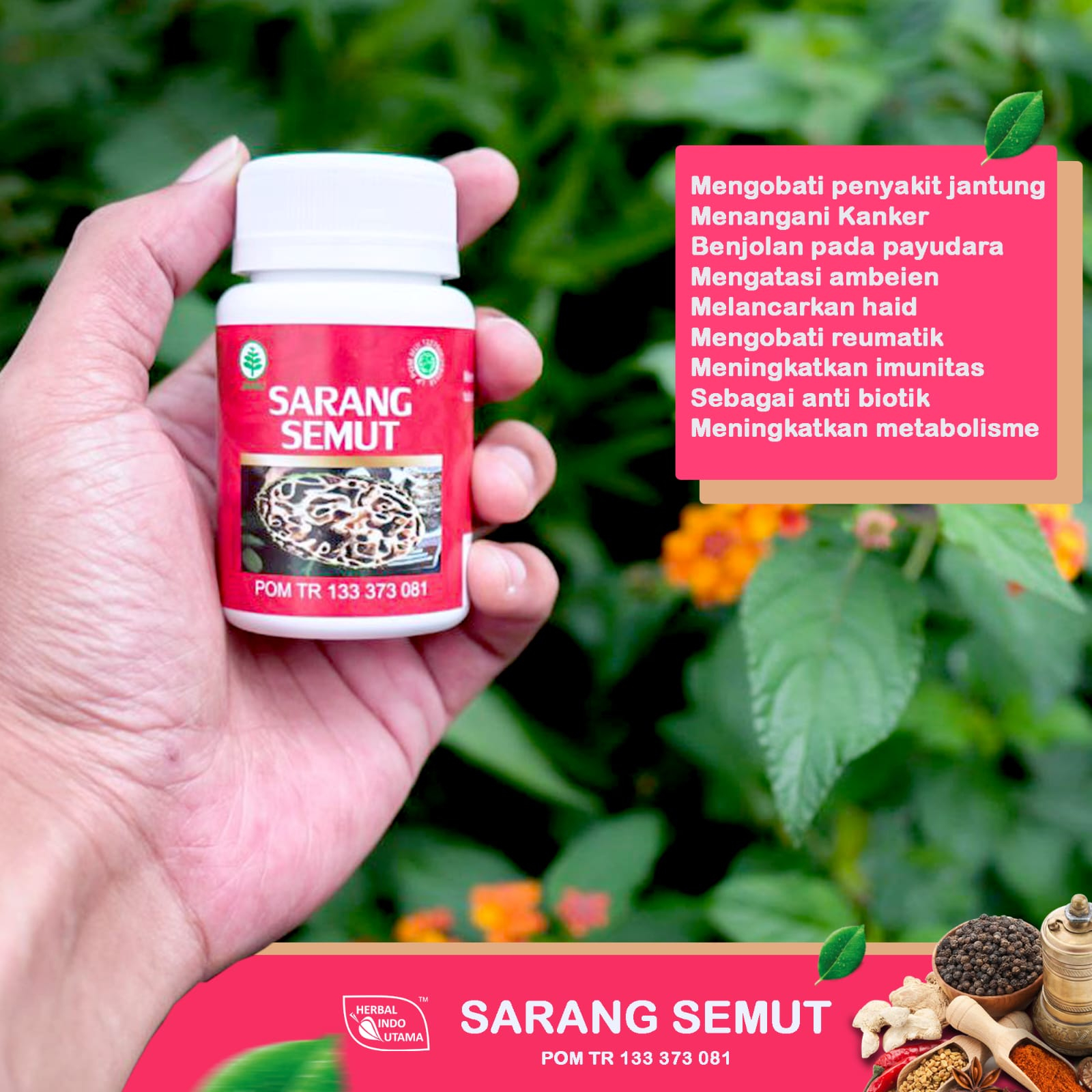 

Kapsul sarang semut Hiu Obat Kanker dan stroke