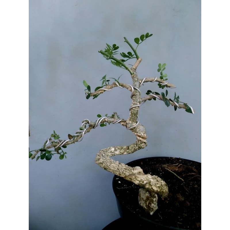 Bonsai kawista batu meliuk